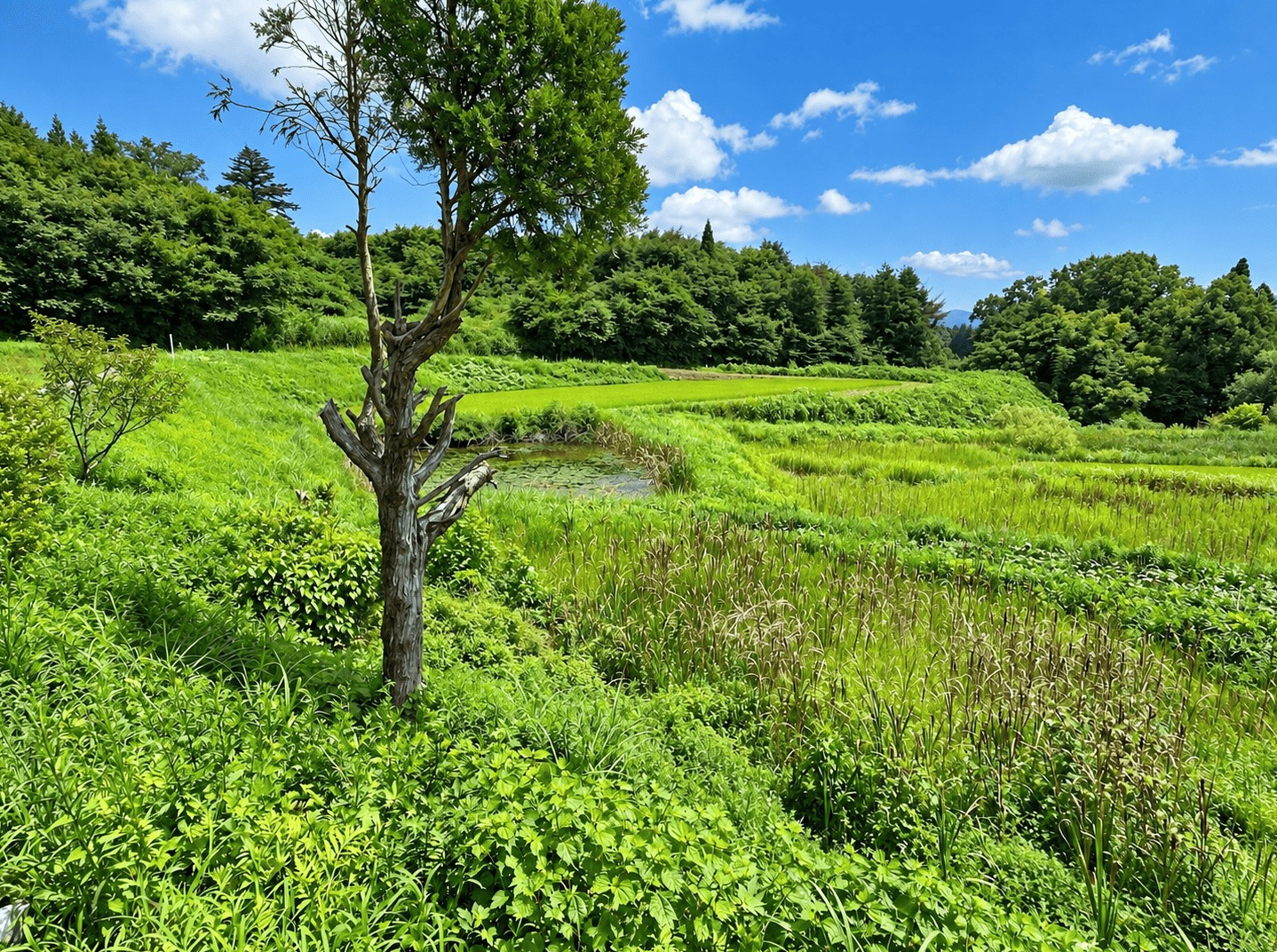 Ichinoseki, Iwate house photo 9