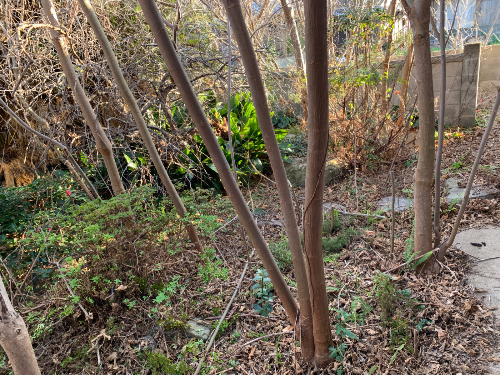 Hagi, Yamaguchi house photo 12